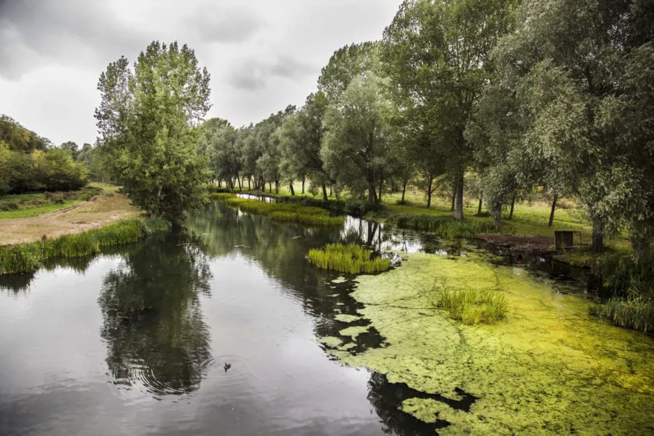 A photo of a river surrounded by green trees and fields with birds swimming in the water.